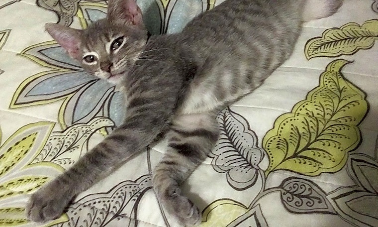 These Austin-based kittens are up for adoption and in need of a good home