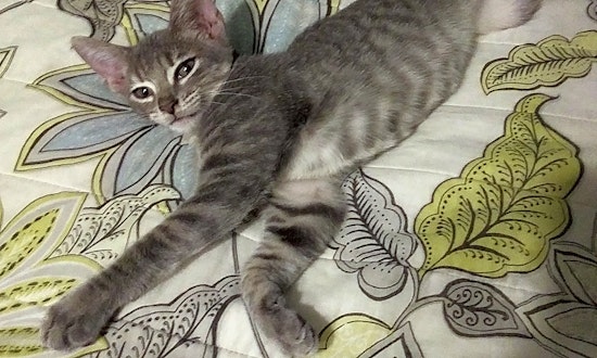 These Austin-based kittens are up for adoption and in need of a good home