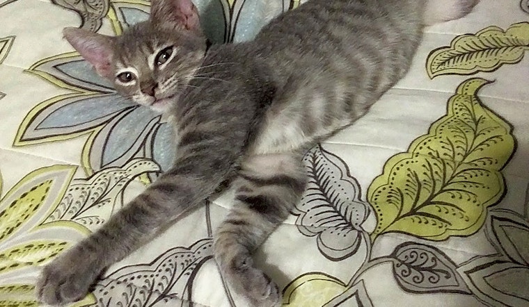 These Austin-based kittens are up for adoption and in need of a good home