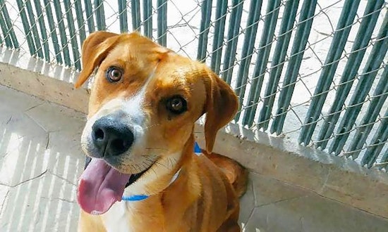 Want to adopt a pet? Here are 6 lovable pups to adopt now in El Paso