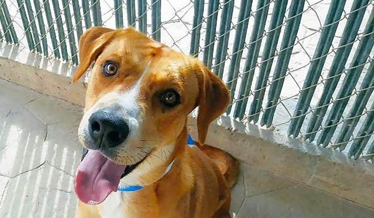 Want to adopt a pet? Here are 6 lovable pups to adopt now in El Paso