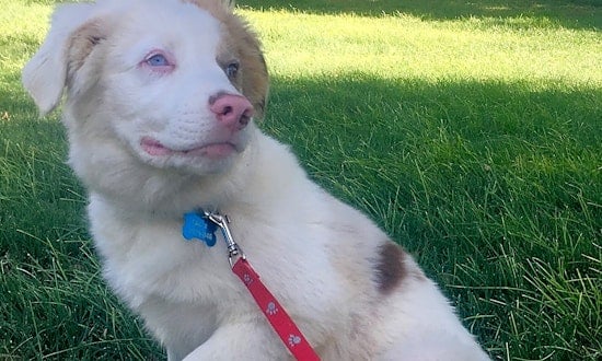 6 perfect pups to adopt now in Colorado Springs