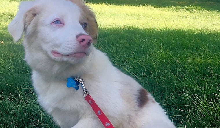 6 perfect pups to adopt now in Colorado Springs