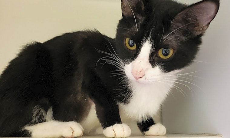 7 lovable felines to adopt now in Las Vegas