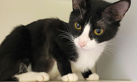7 lovable felines to adopt now in Las Vegas