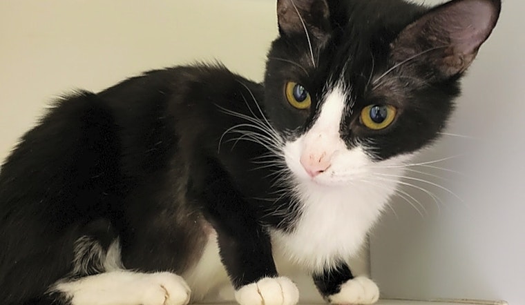 7 lovable felines to adopt now in Las Vegas