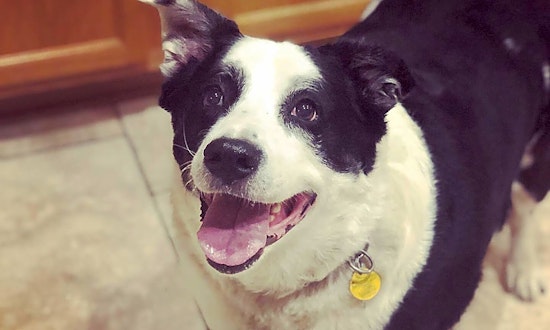 Always wanted a pup? Here are 7 delightful dogs ready for adoption now in Phoenix