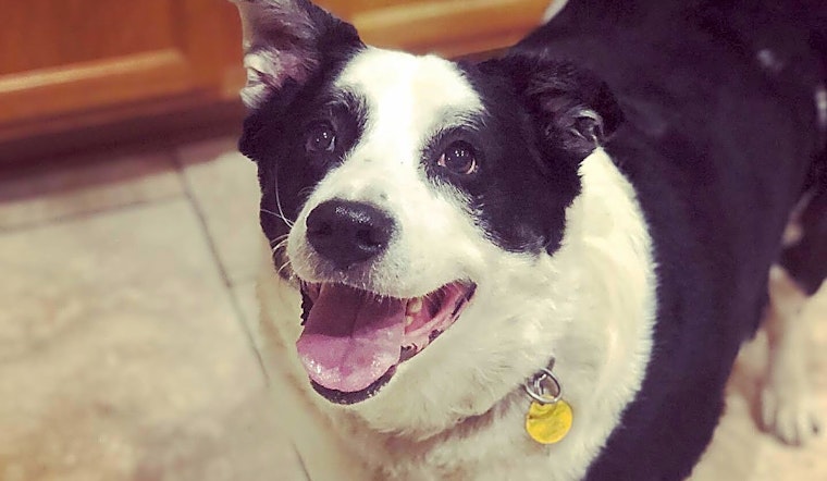 Always wanted a pup? Here are 7 delightful dogs ready for adoption now in Phoenix