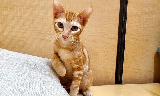 Always wanted a pet? Here are 7 cuddly kittens to adopt now in Mesa
