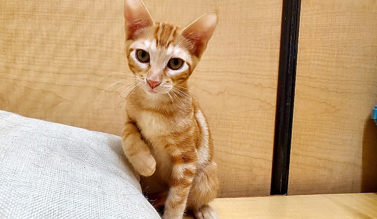 Always wanted a pet? Here are 7 cuddly kittens to adopt now in Mesa