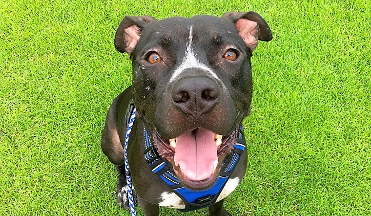 Always wanted a dog? Here are 7 lovable pups to adopt now in Tucson