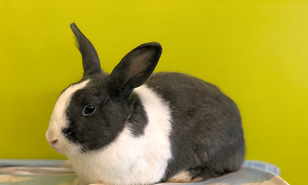 These Los Angelesbased rabbits are up for adoption and in need of a