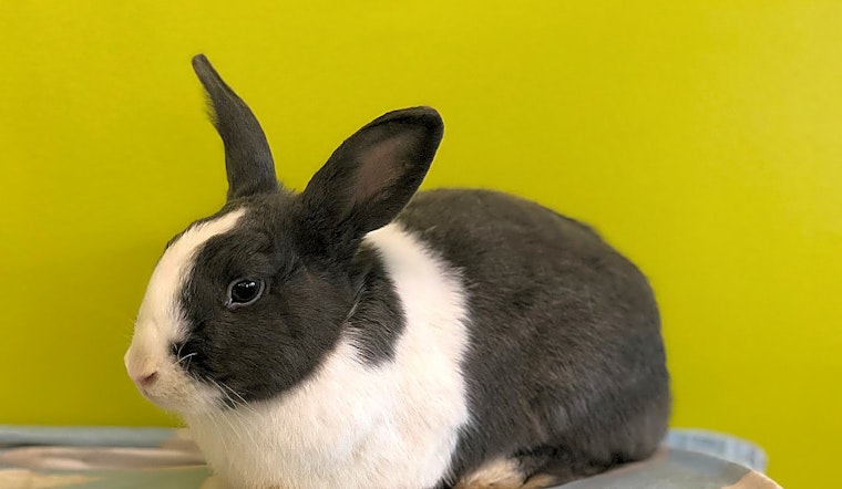 These Los Angeles-based rabbits are up for adoption and in need of a good home