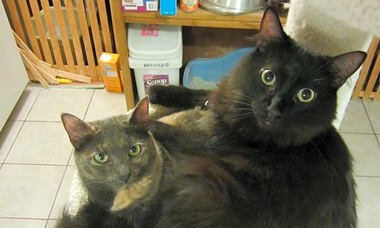 Looking to adopt a pet? Here are 7 furry felines to adopt now in Long Beach