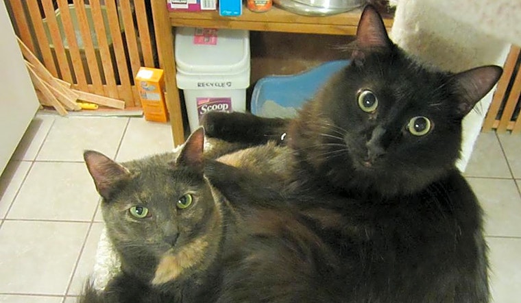 Looking to adopt a pet? Here are 7 furry felines to adopt now in Long Beach