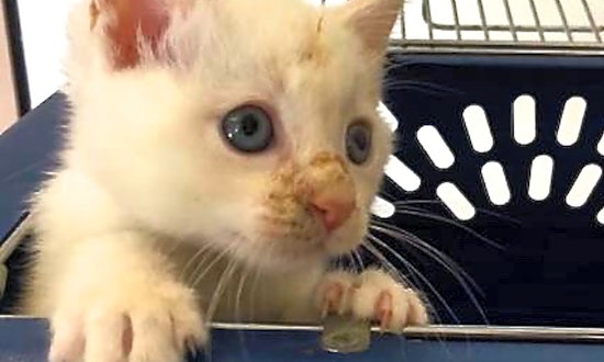 Looking to adopt a pet? Here are 4 cuddly kittens to adopt now in San Diego