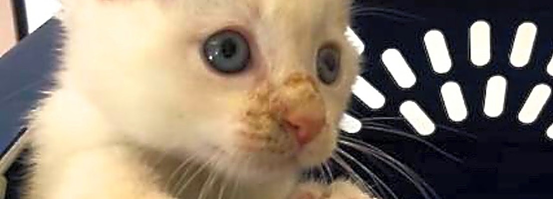 Looking to adopt a pet? Here are 4 cuddly kittens to adopt now in San Diego