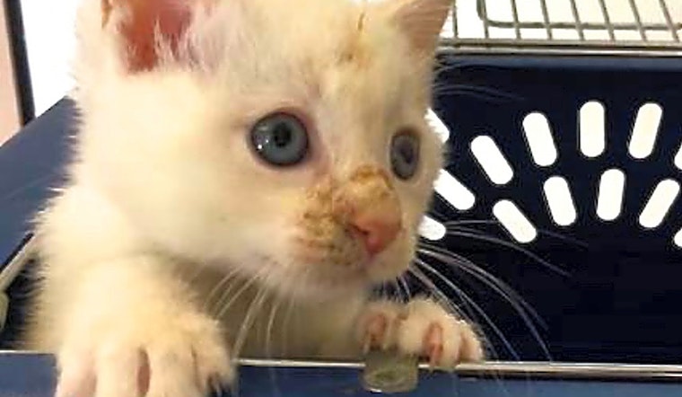 Looking to adopt a pet? Here are 4 cuddly kittens to adopt now in San Diego