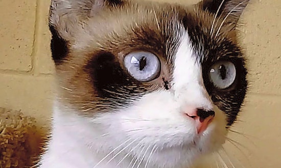 Looking to adopt a pet? Here are 4 lovable kitties to adopt now in Chula Vista