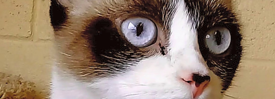 Looking to adopt a pet? Here are 4 lovable kitties to adopt now in Chula Vista