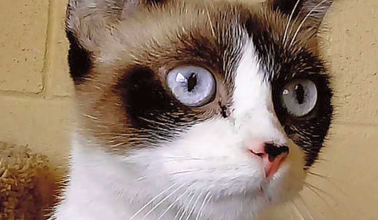 Looking to adopt a pet? Here are 4 lovable kitties to adopt now in Chula Vista