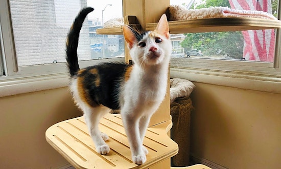 Looking to adopt a pet? Here are 3 cuddly kittens to adopt now in San Francisco