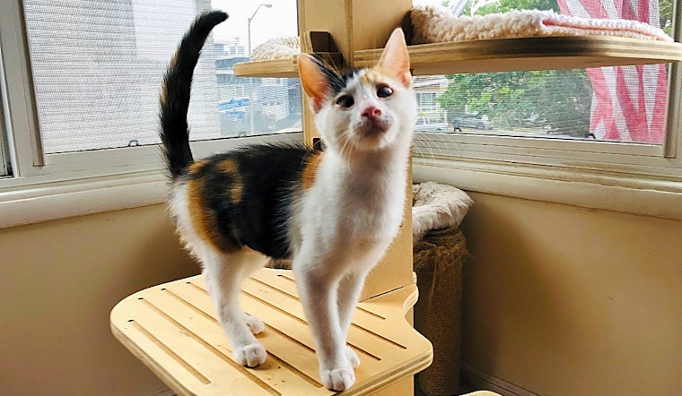 Looking to adopt a pet? Here are 3 cuddly kittens to adopt now in San Francisco