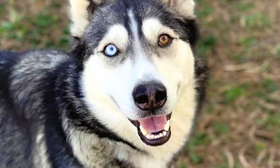 Looking to adopt a pet? Here are 6 delightful doggies to adopt now in Oakland