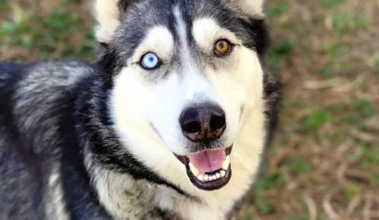 Looking to adopt a pet? Here are 6 delightful doggies to adopt now in Oakland
