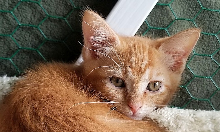 Looking to adopt a pet? Here are 7 fluffy felines to adopt now in Portland