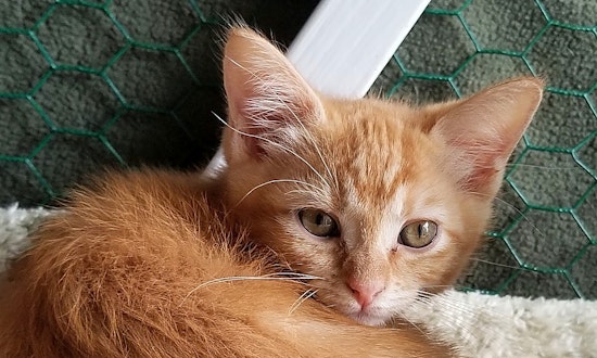 Looking to adopt a pet? Here are 7 fluffy felines to adopt now in Portland