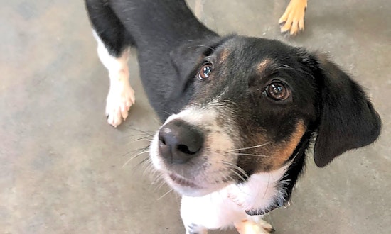 Want to adopt a pet? Here are 4 perfect puppies to adopt now in Seattle