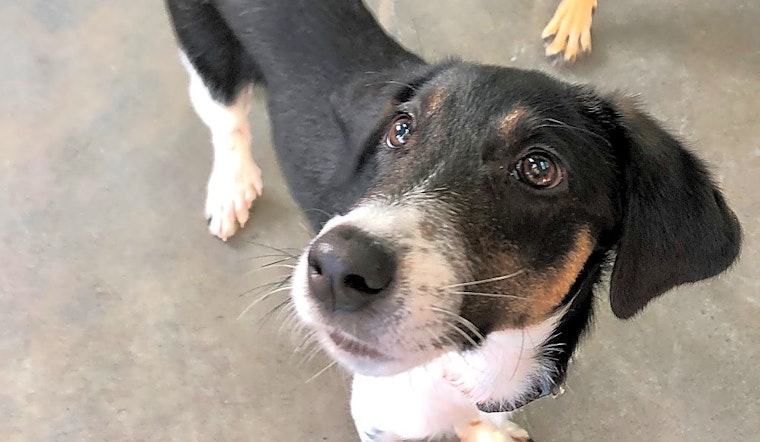 Want to adopt a pet? Here are 4 perfect puppies to adopt now in Seattle