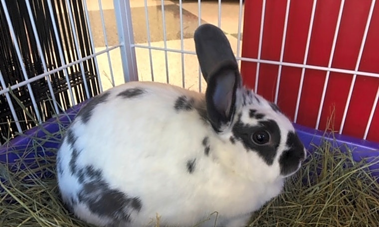 These Sacramento-based rabbits are up for adoption and in need of a good home