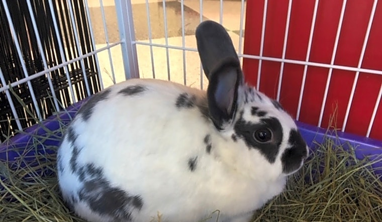 These Sacramento-based rabbits are up for adoption and in need of a good home