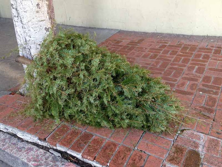 It's Time to Curb Your Tree