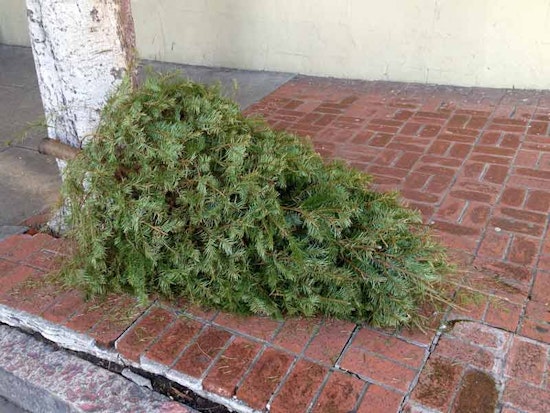 It's Time to Curb Your Tree