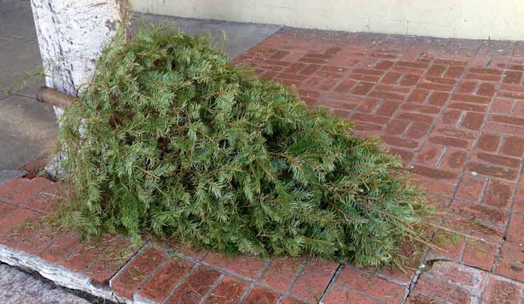 It's Time to Curb Your Tree