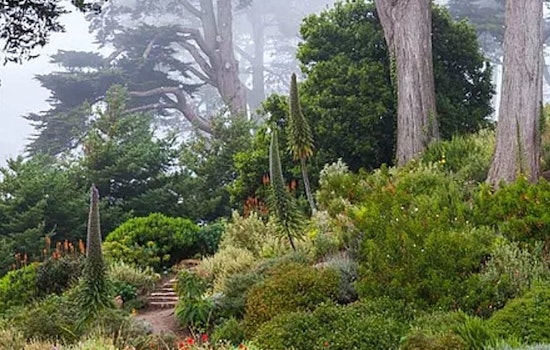 SF Botanical Garden reassures public after Reddit post causes panic over rare plants' fate