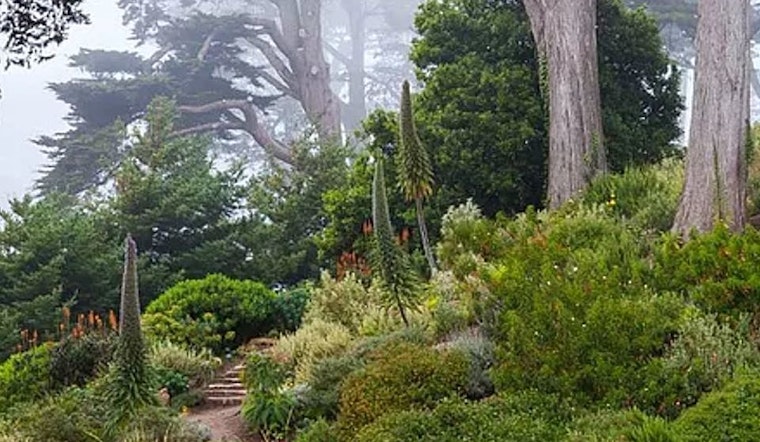 SF Botanical Garden reassures public after Reddit post causes panic over rare plants' fate