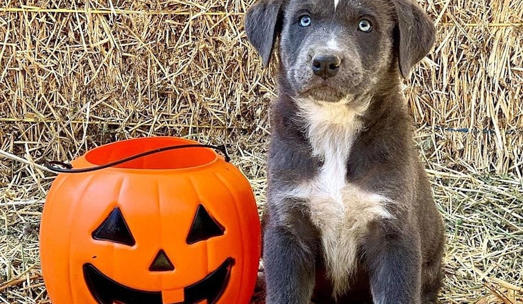 Want to adopt a pet? Here are 5 perfect pups to adopt now in Bakersfield