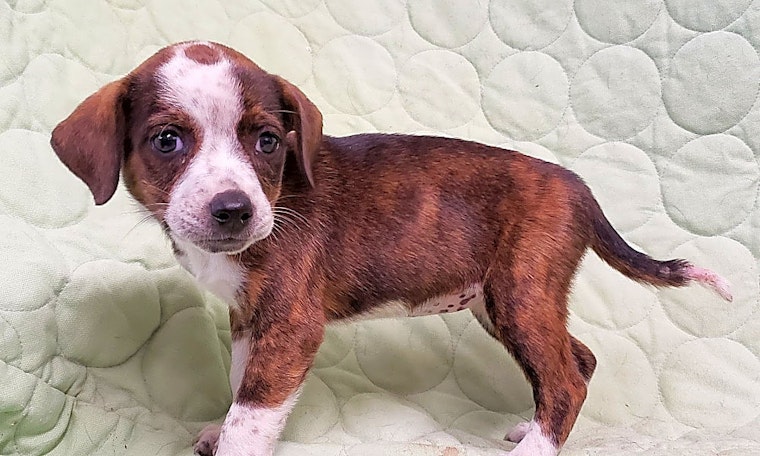 These New York City-based puppies are up for adoption and in need of a good home