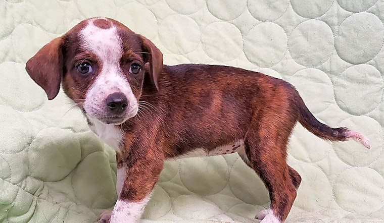 These New York City-based puppies are up for adoption and in need of a good home