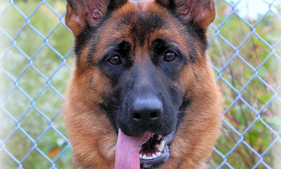 5 delightful doggies to adopt now in Jersey City