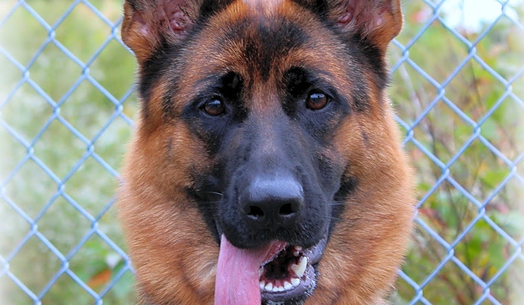 5 delightful doggies to adopt now in Jersey City