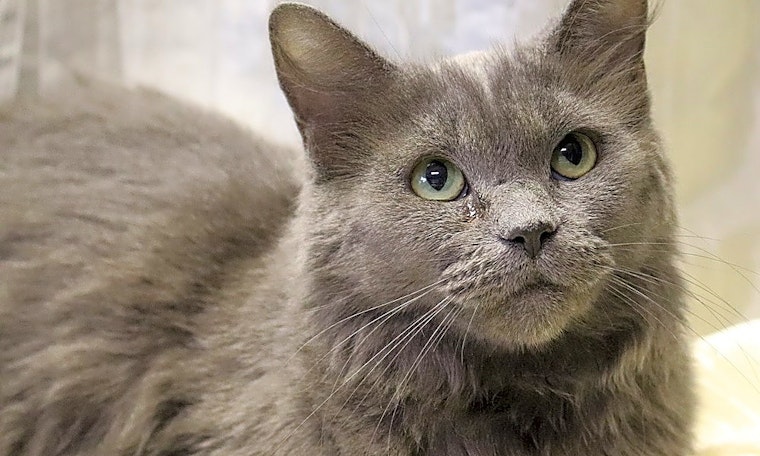 These Washington-based kitties are up for adoption and in need of a good home