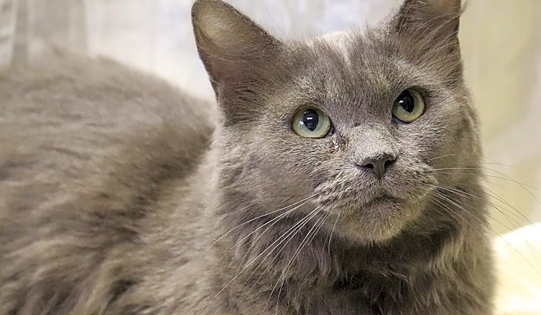 These Washington-based kitties are up for adoption and in need of a good home