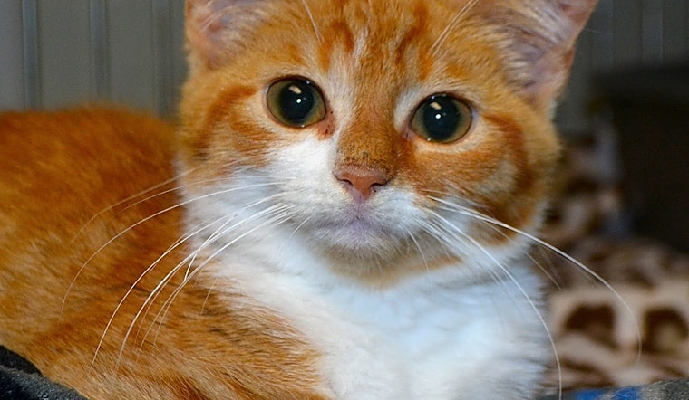 7 fluffy felines to adopt now in Pittsburgh