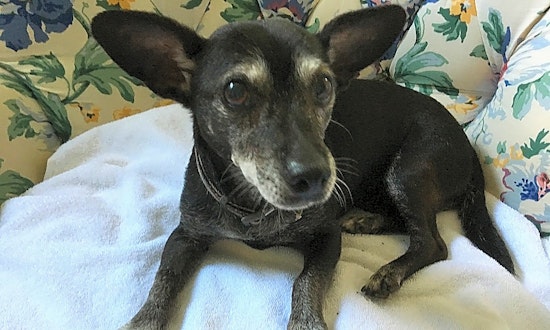 7 cuddly canines to adopt now in Columbus