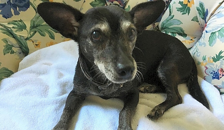 7 cuddly canines to adopt now in Columbus